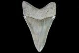 Serrated, Fossil Megalodon Tooth - Beautiful Enamel #81679-2